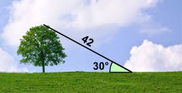 trig tree 42m at 30 degrees