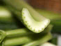 cross-section of a piece of celery