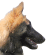 dog looking
